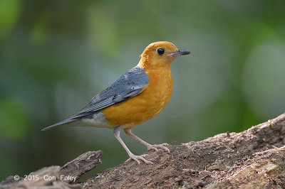 Thrush, Orange-headed