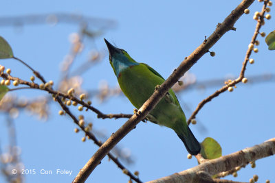 Barbet, Yellow-crowned