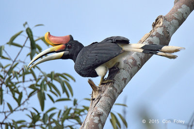 Hornbill, Rhinocerus (male)