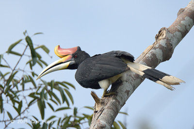 Hornbill, Rhinocerus (male)