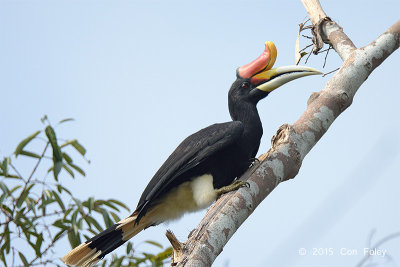 Hornbill, Rhinocerus (male)