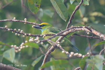 Barbet, Yellow-crowned