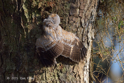 Owl, Spotted Wood (juv) @ Pasir Ris Park