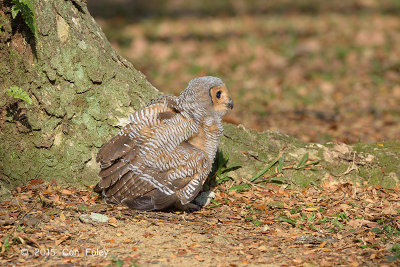Owl, Spotted Wood (juv) @ Pasir Ris Park