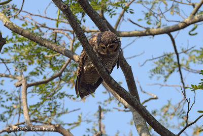 Owl, Spotted Wood @ Pasir Ris Park