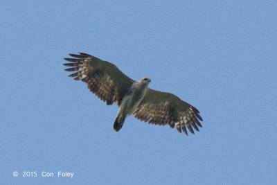 Eagle, Lesser Fish