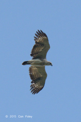 Eagle, Lesser Fish (juv)