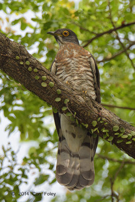Cuckoo, Large Hawk (adult) @ Pasir Ris