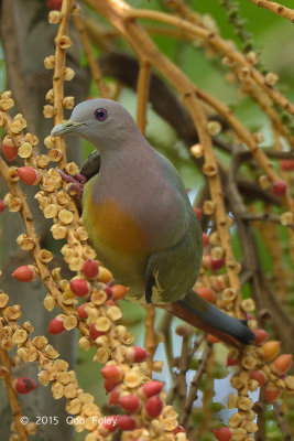 Pigeon, Pink-necked Green @ Pasir Ris