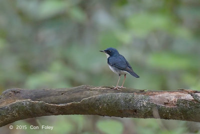 Robin, Siberan Blue (male)