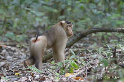 Macaque, Pig-tailed