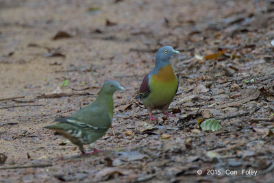 Pigeon, Little Green (pair)