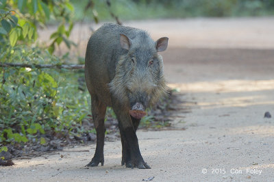 Pig, Bearded (female)