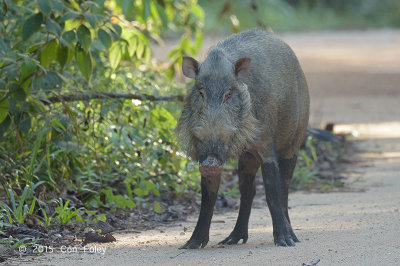 Pig, Bearded (female)