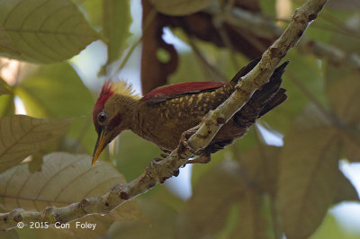 Woodpecker, Crimson-winged (male)