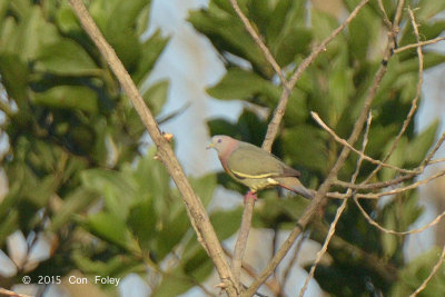 Pigeon, Pink-necked Green (male)