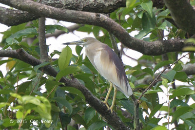 Heron, Indian Pond