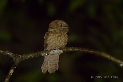 Frogmouth, Gould's (male)