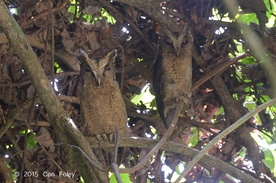 Owl, Sunda Scops (pair)