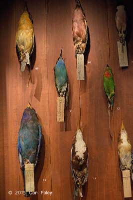 Bird skins