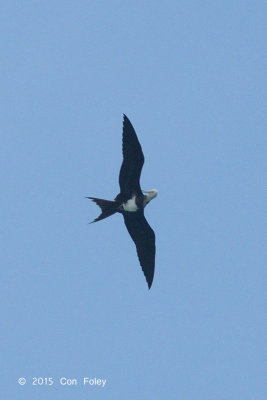 Frigatebird, Lesser @ Singapore Straits