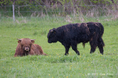 Scottish Highland Cattle @ Hornborgasjn, Sweden