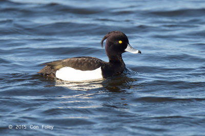 Duck, Tufted (male) @ Hornborgasjn, Sweden