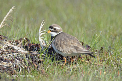 Plover, Common Ringed