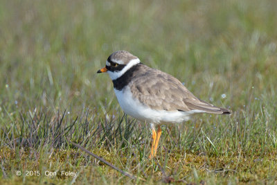 Plover, Common Ringed (male) @ Oland, Sweden