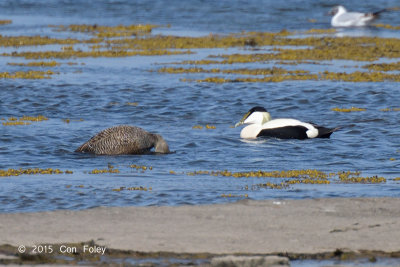 Eider, Common (both) @ Oland, Sweden