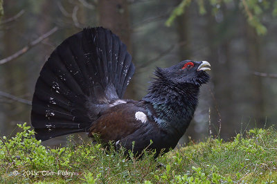 Capercaillie, Western (male) @ near Varberg, Sweden