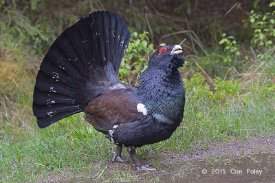 Capercaillie, Western (male) @ near Varberg, Sweden