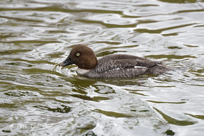 Goldeneye, Common (female) @ Stockholm, Sweden