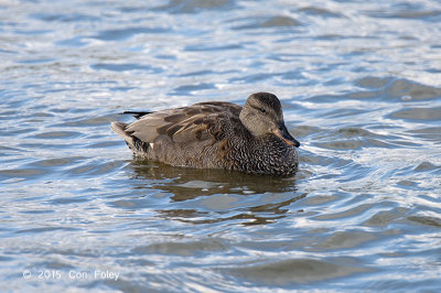 Gadwall (male) @ Varberg, Sweden