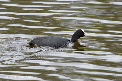 Coot @ Varberg, Sweden