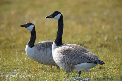 Goose, Canada