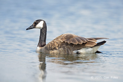 Goose, Canada @ Trnninge, Sweden