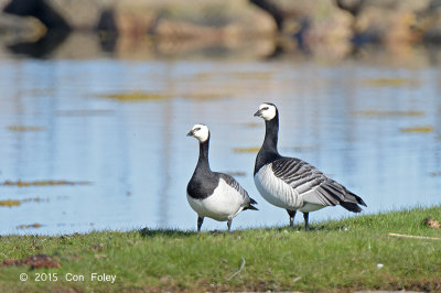 Goose, Barnacle @ Oland, Sweden