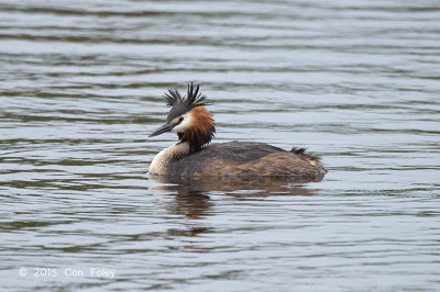 Grebe, Great Creasted @ Hornborgasjn, Sweden