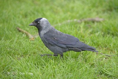 Jackdaw @ Stockholm, Sweden