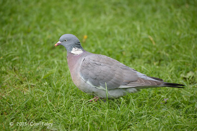 Pigeon, Wood @ Stockholm, Sweden