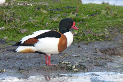 Shelduck, Common (male) @ near Varberg, Sweden