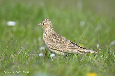 Skylark, Common @ Oland, Sweden