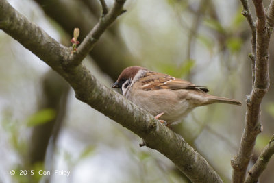 Sparrow, Eurasian Tree @ Oland, Sweden