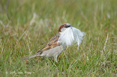 Sparrow, House @ Oland, Sweden