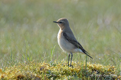 Wheatear, Northern (female) @ Oland, Sweden