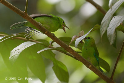 Leafbird, Blue-winged (juv being feed)