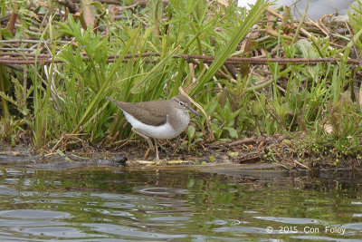 Sandpiper, Common @ Hornborgasjn, Sweden