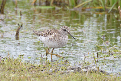 Sandpiper, Wood @ Hornborgasjn, Sweden