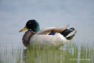 Mallard (male)  @ Trnninge, Sweden